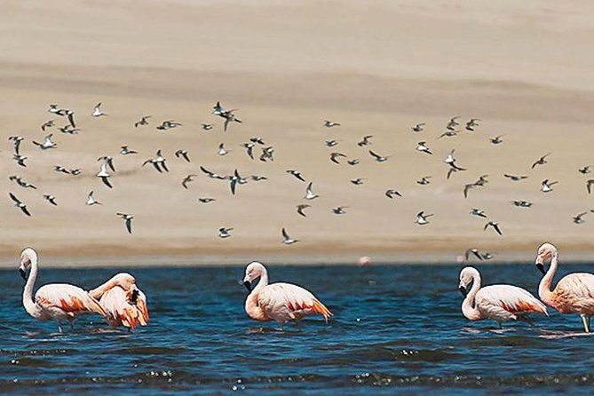 private-full-day-paracas-reserve-and-ballestas-islands-from-lima