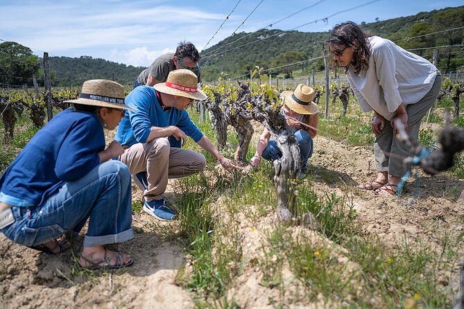 private-full-day-pic-saint-loup-wine-and-olive-tour-with-lunch-from-montpellier