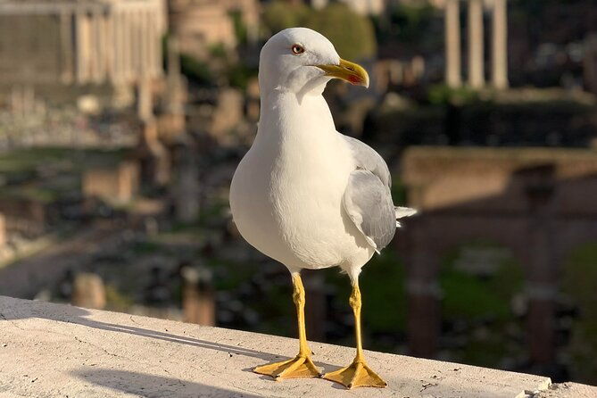 private-full-day-rome-tour-licensed-tour-guide-executive-car