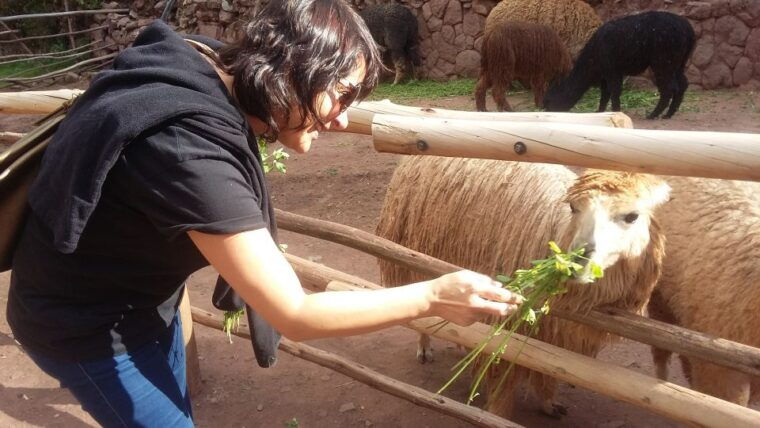 private-full-day-sacred-valley-alpaca-farm-tour