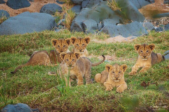 Private Full Day Safari (10 hours) in Kruger National Park - The Itinerary in Detail: What to Expect