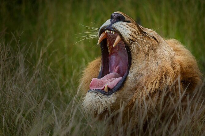 Private Full Day Safari (10 hours) in Kruger National Park - Final Thoughts