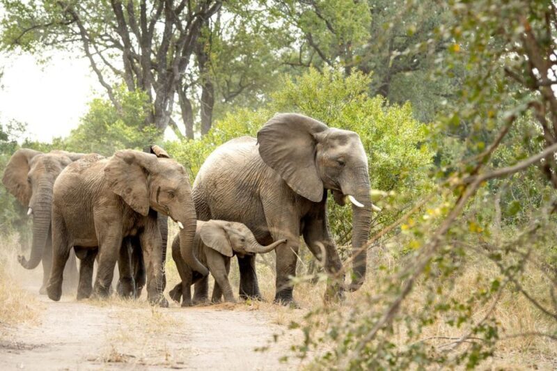 Private Full Day Safari Adventure in Addo National Park - Key Points
