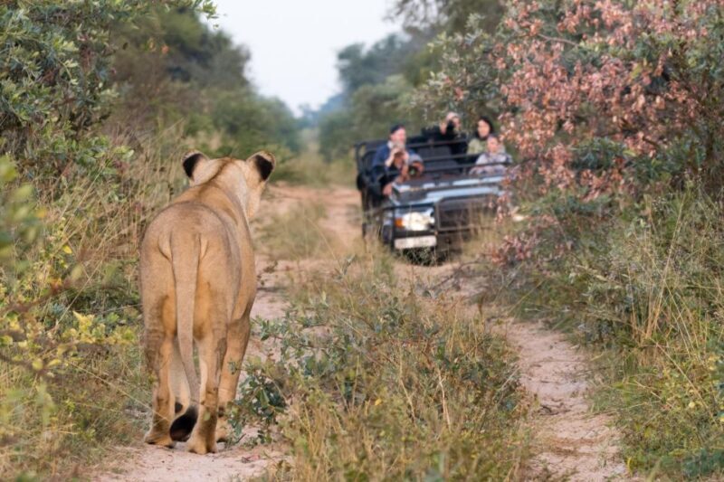 Private Full Day Safari Adventure in Addo National Park - A Full Breakdown of the Safari Day