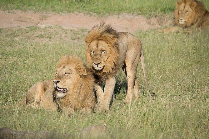 Private Full Day Safari l Kruger National Park from Hazyview or Skukuza - Who Is This Tour Best Suited For?