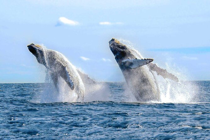 private-full-day-samana-whale-watching-tour-from-punta-cana