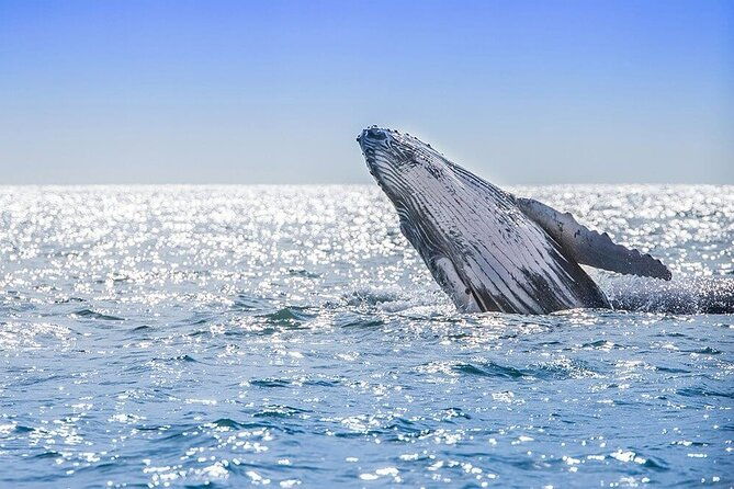 private-full-day-samana-whale-watching-tour-from-punta-cana