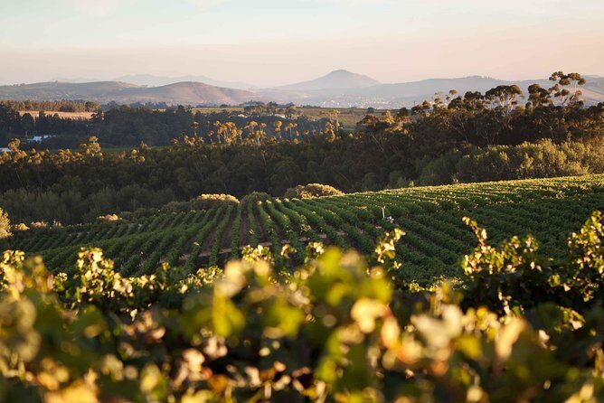 Private Full Day Stellenbosch Wine Tour with Pick Up and Drop Off - Key Points