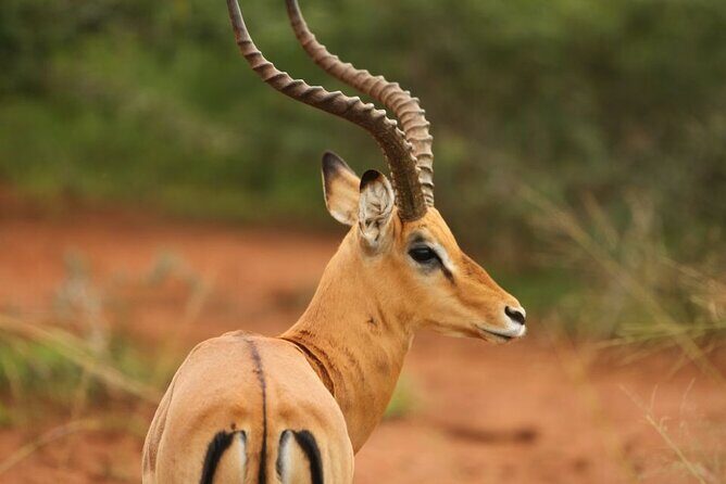 Private Full-Day Tour Akagera Game Drive - Return Journey: Scenic and Relaxed