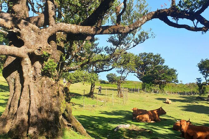 private-full-day-tour-by-jeep-4x4-west-side-madeira