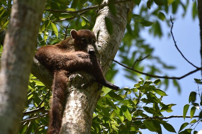 private-full-day-tour-in-tikal