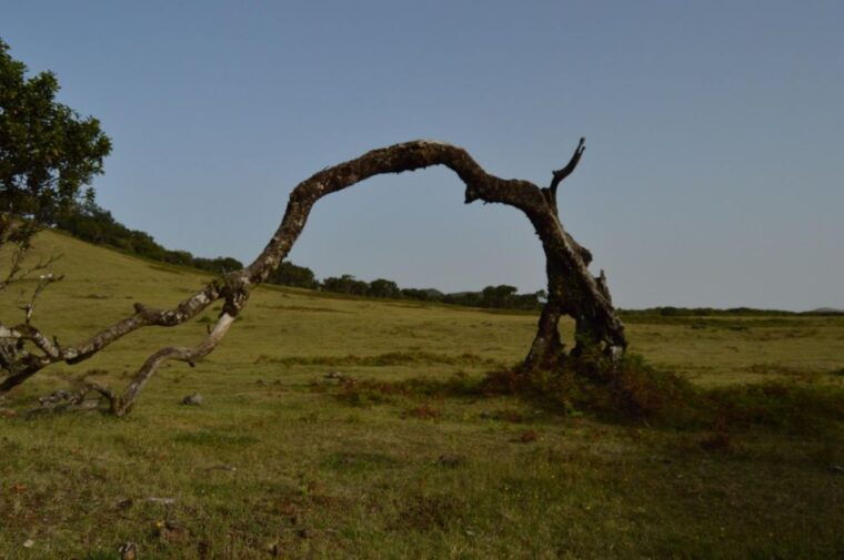 private-full-day-tour-of-north-coast-and-laurissilva-forest