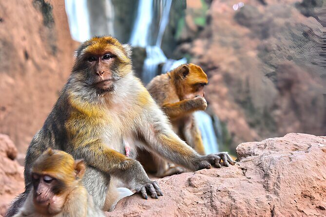 Private Full Day Tour Ouzoud Waterfalls from Marrakech - The First Stop: Atlas Mountains Viewpoint