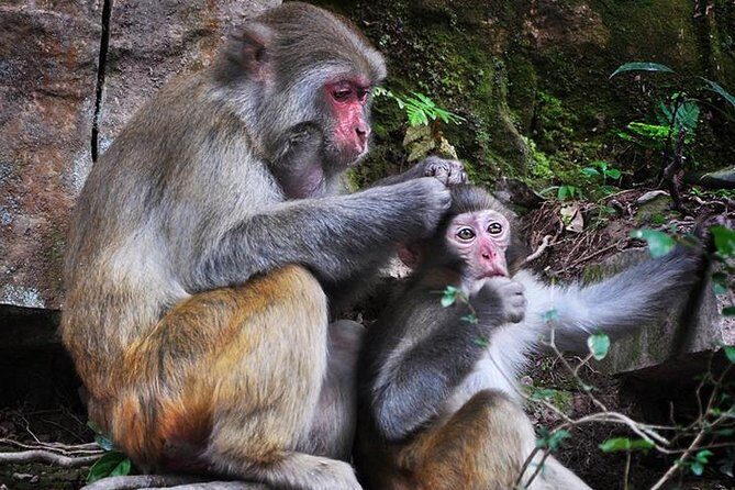 Private Full Day Tour to Avatar Mountain from Zhangjiajie - FAQ