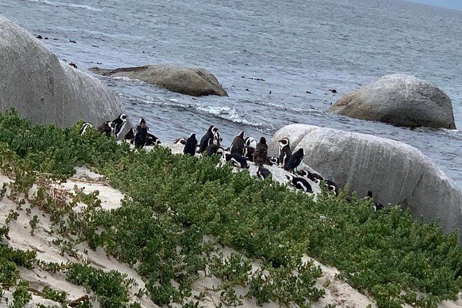 Private Full Day Tour To Cape Point, Penguins With Table Mountain. - A Detailed Look at the Tour: What to Expect