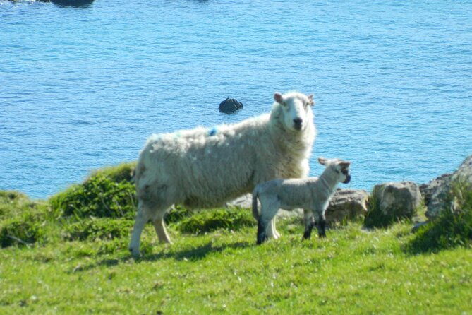 private-full-day-tour-to-dingle-and-slea-head