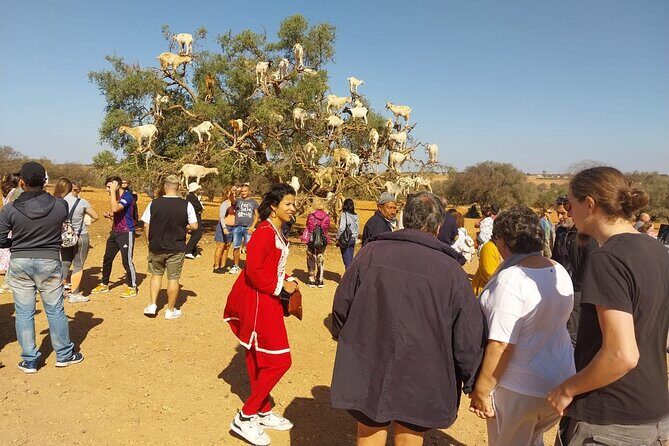 Private Full Day Tour to Essaouira from Marrakesh - The Coastal Charm and Scenic Return
