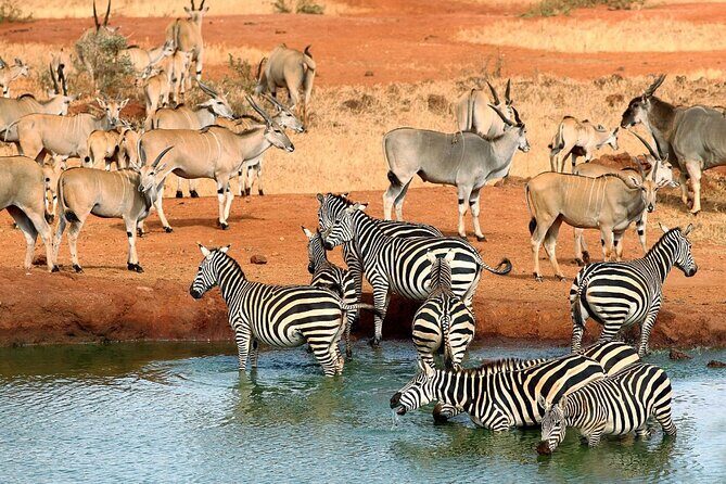 Private full day tour to Tsavo East National Park - Key Points