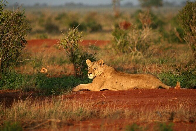 Private full day tour to Tsavo East National Park - Final Thoughts
