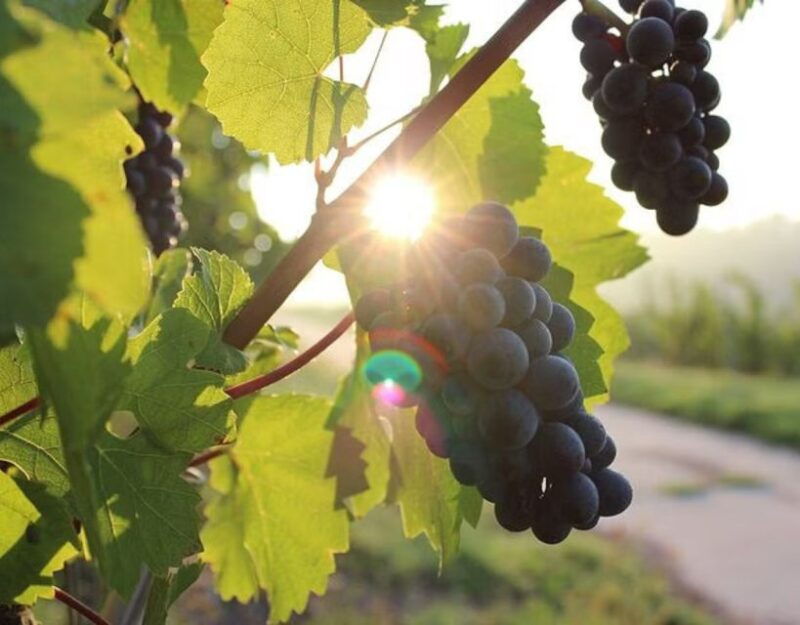 private-full-day-tour-wine-tasting-tour-to-peljesac