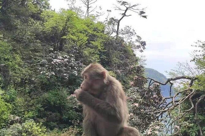 Private Full-day Trip: Leshan Giant Buddha&Emeishan Scenic Resort - Frequently Asked Questions