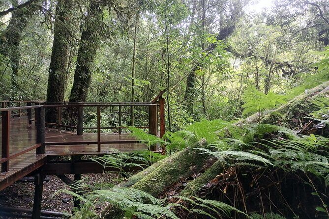 Private Full-Day Trip to Doiinthanon National Park - Introduction to the Doi Inthanon Tour Experience