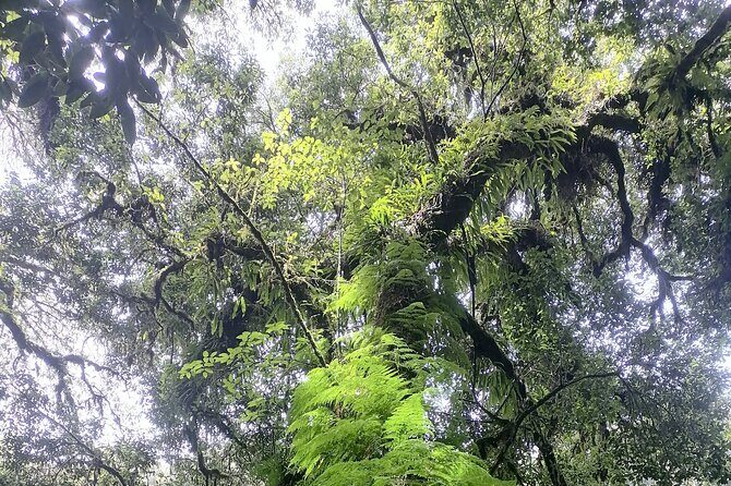 Private Full-Day Trip to Doiinthanon National Park - FAQ