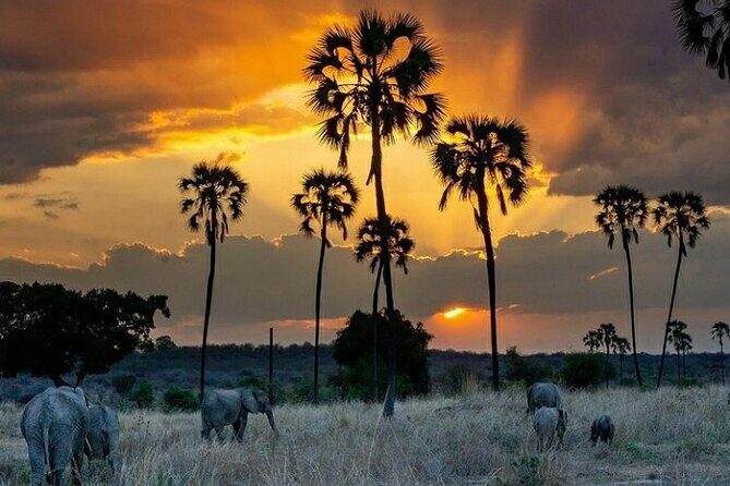 Private Full-Day Trip to Mikumi National Park from Dar es Salaam - The Sum Up  