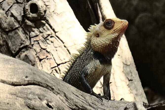 Private Full Day Udawalawe Safari Trip with Lunch - A Closer Look at the Udawalawe Safari Experience