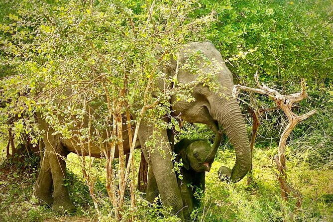 Private Full Day Udawalawe Safari Trip with Lunch - Frequently Asked Questions