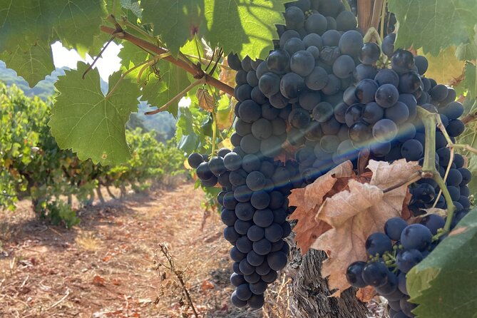 private-full-day-wine-tour-arrabida-from-lisbon-with-tastings