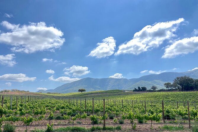 private-full-day-wine-tour-arrabida-from-lisbon-with-tastings