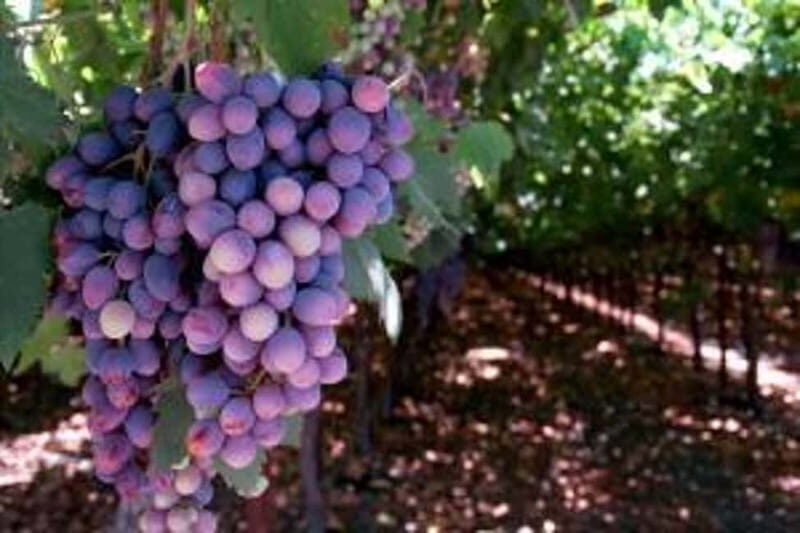 Private Full-Day Wine Tour from Dubrovnik to Peljesac - Key Points