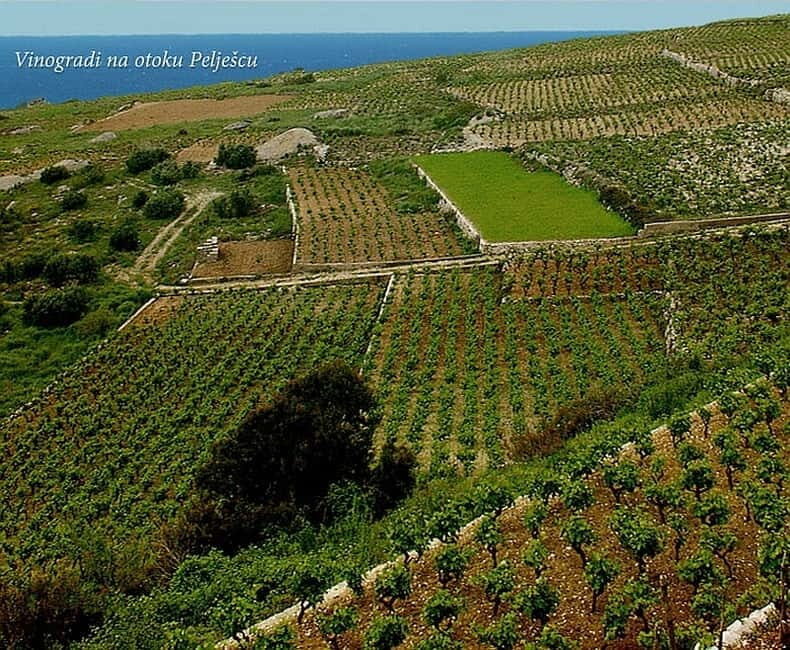 Private Full-Day Wine Tour from Dubrovnik to Peljesac - An In-Depth Look at the Tour Experience