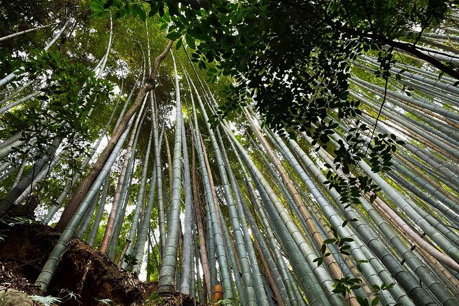 private-fushimi-red-gates-secret-bamboo-mountain-trekking-tour