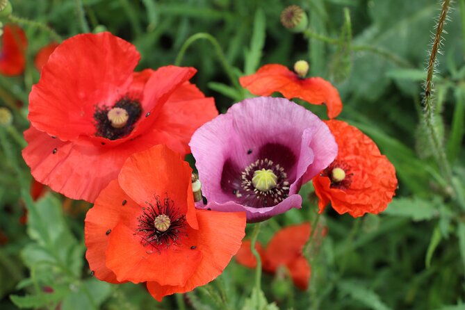 private-giverny-roundtrip-and-entrance-ticket-from-paris