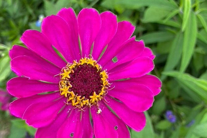 private-giverny-roundtrip-and-entrance-ticket-from-paris