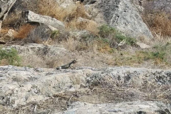 Private Gobustan Tour - FAQ