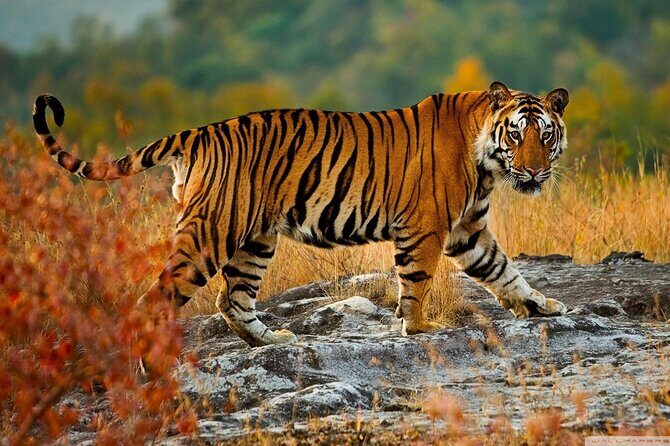 Private Golden Triangle Tour with Ranthambore Tiger Safari - FAQ