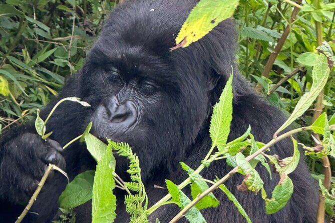 Private Gorilla Trekking Transfer from kigali to Volcanoes N.Park - Who Should Consider This Tour?