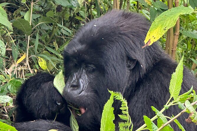Private Gorilla Trekking Transfer from kigali to Volcanoes N.Park - Final Thoughts: Is This Transfer Worth It?