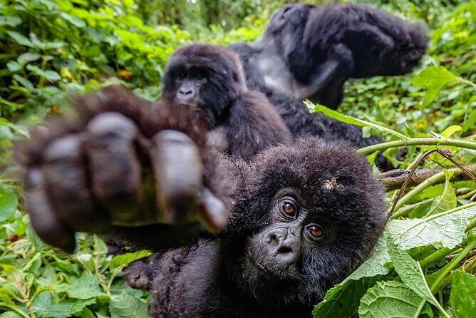 Private Gorilla Trekking Transfer from kigali to Volcanoes N.Park - FAQs