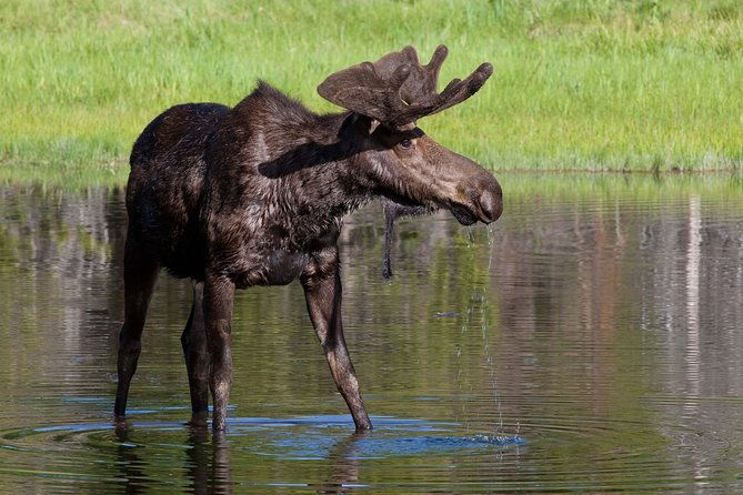 private-grand-teton-wildlife-safari-tour