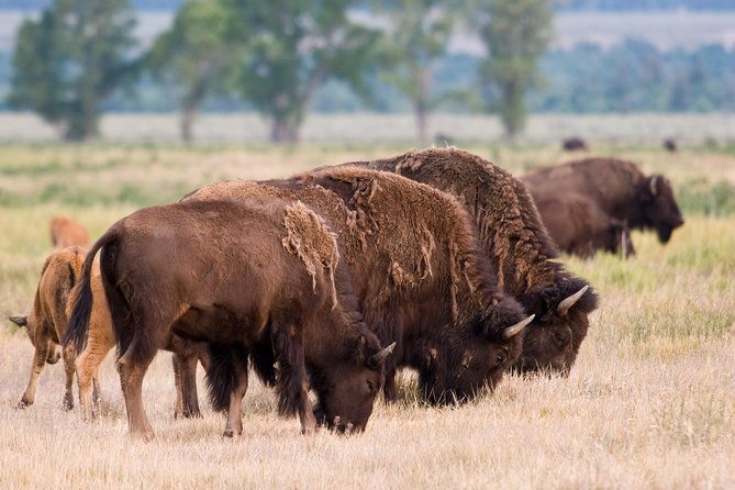 private-grand-teton-wildlife-safari-tour