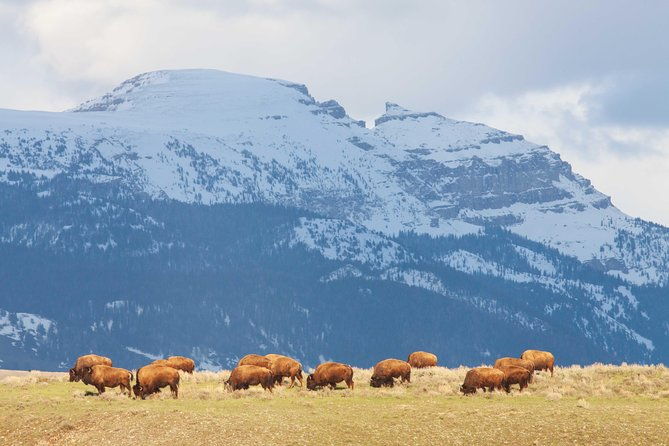 private-grand-teton-wildlife-safari-tour