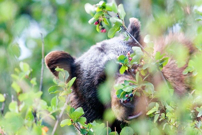 private-grand-teton-wildlife-safari-tour