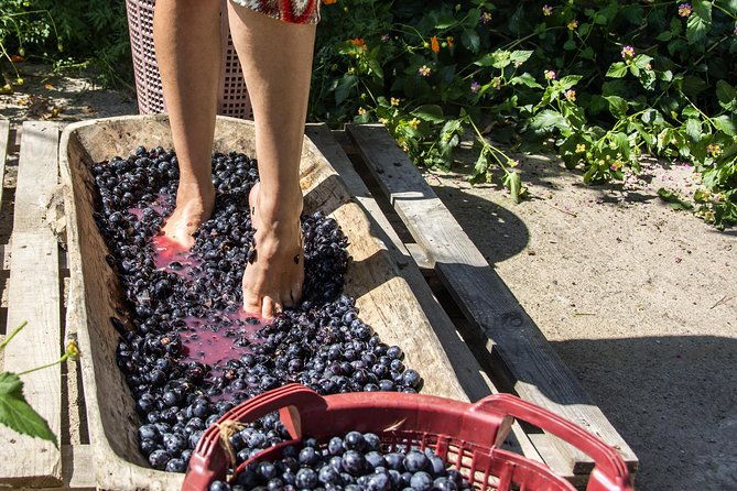 private-grape-stomping-in-chianti-from-florence