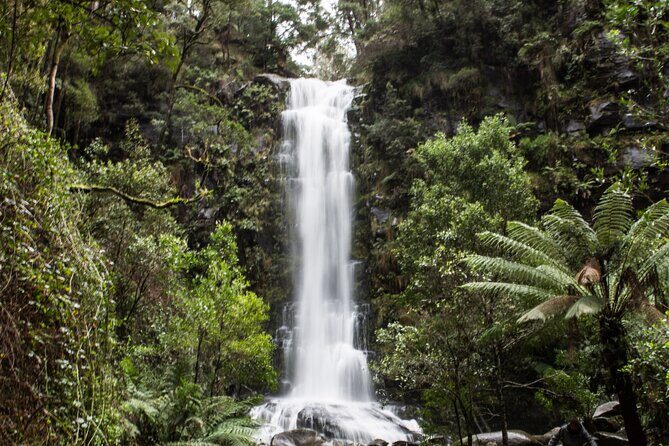 Private Great Ocean Road - The Ultimate Aussie Adventure - An In-Depth Look at the Private Great Ocean Road Experience