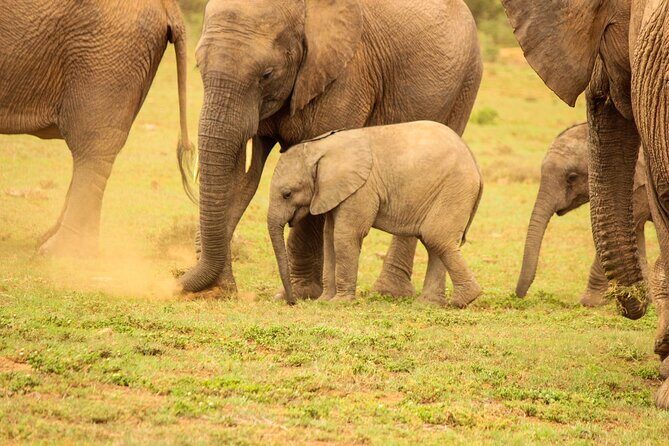 Private Group Addo Full Day Safari & Traditional Braai (BBQ)Lunch - Key Points