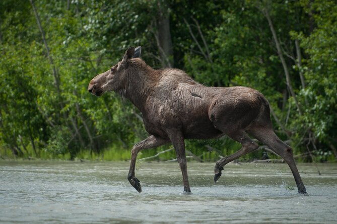 private-group-eagle-preserve-float-trip-in-haines